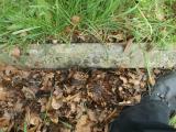 image of grave number 776564
